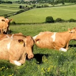 Producing The UKs Best Quality Milk & Cream