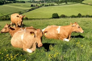 What Makes Guernsey Milk So Good?