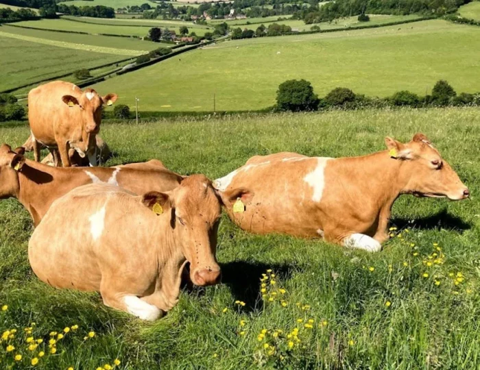 What Makes Guernsey Milk So Good?