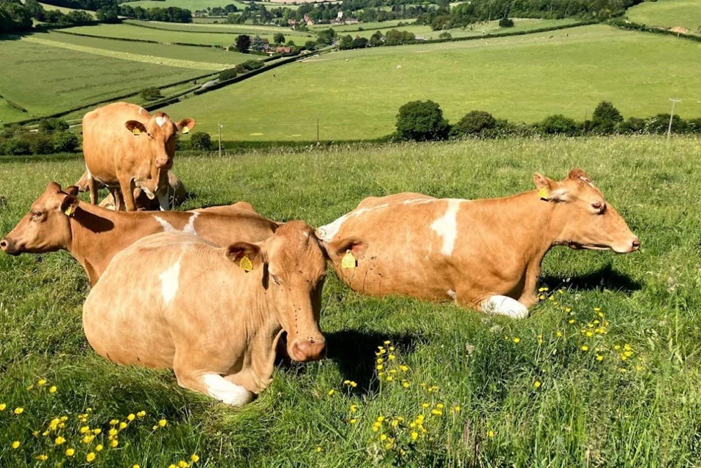 What Makes Guernsey Milk So Good?