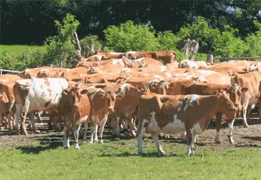 Guernsey Cows Milk