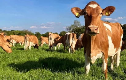 Dairy Products