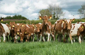Cows