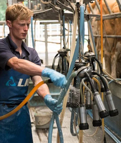 Milking Cows