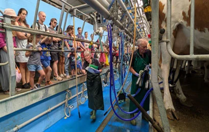 Cow Milking Visits